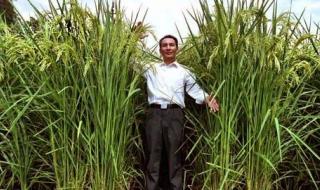亩产2000公斤的水稻